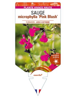 SALVIA microphylla Pink Blush voir SAUGE