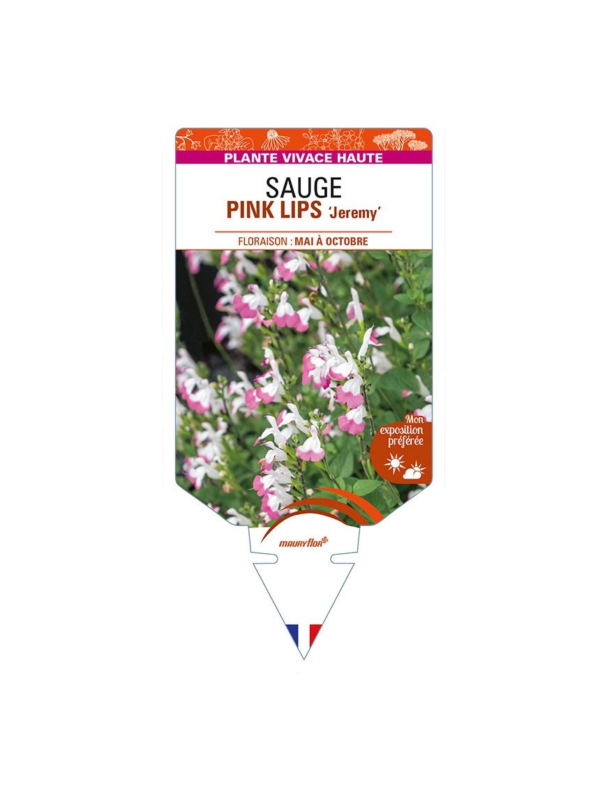 SALVIA microphylla PINK LIPS 'Jeremy' voir SAUGE