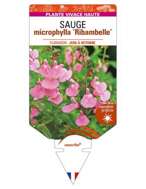 SALVIA microphylla Ribambelle voir SAUGE