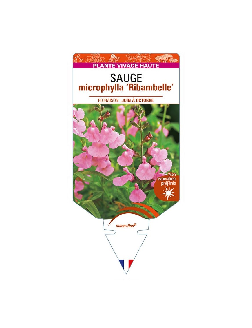 SALVIA microphylla Ribambelle voir SAUGE