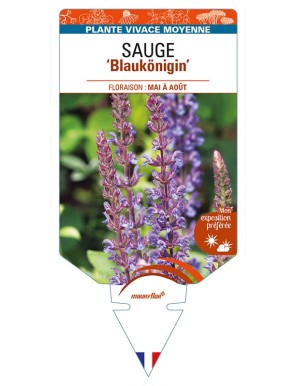 SALVIA nemorosa 'Blaukönigin' voir SAUGE