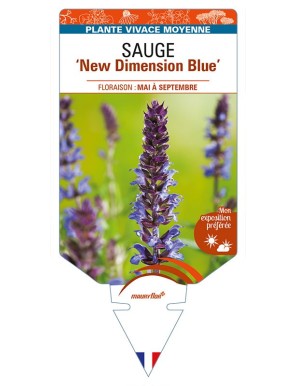 SALVIA nemorosa 'New Dimension Blue' voir SAUGE