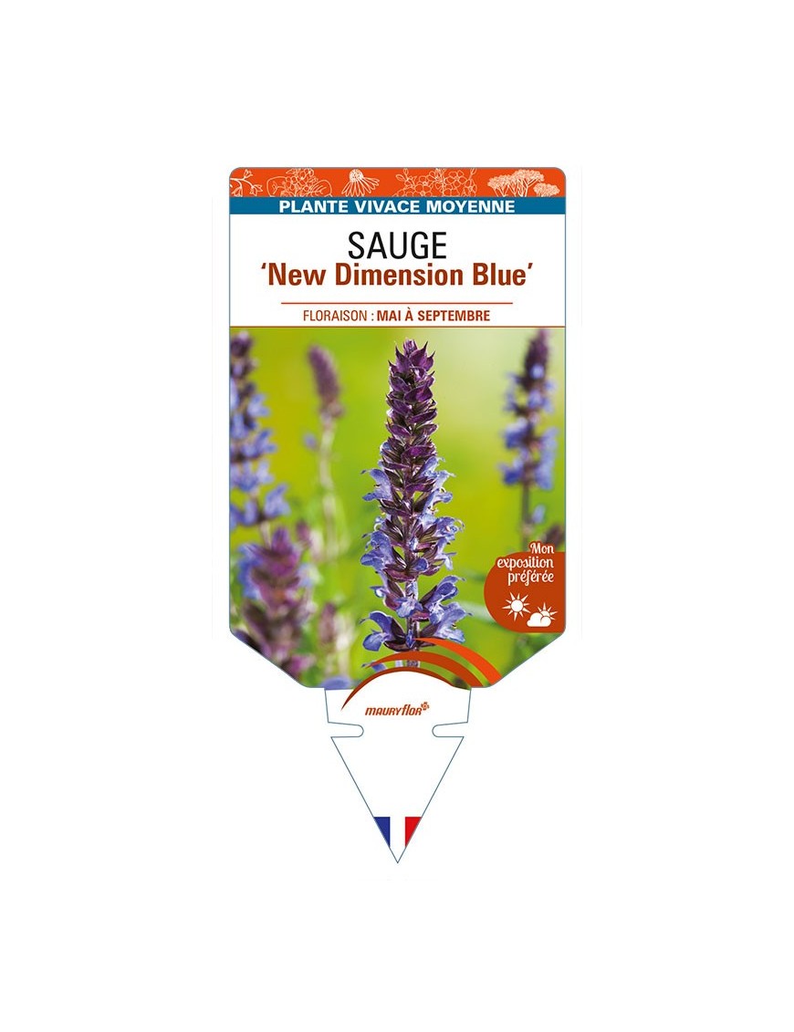 SALVIA nemorosa 'New Dimension Blue' voir SAUGE