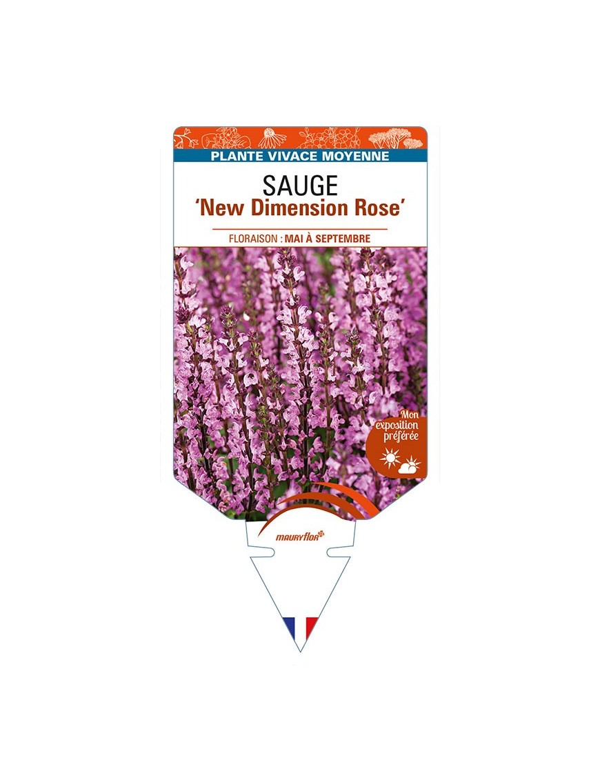 SALVIA nemorosa 'New Dimension Rose' voir SAUGE