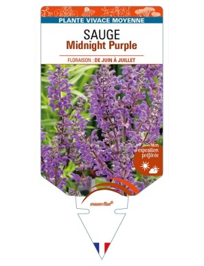 SALVIA nemorosa Midnight Purple voir SAUGE