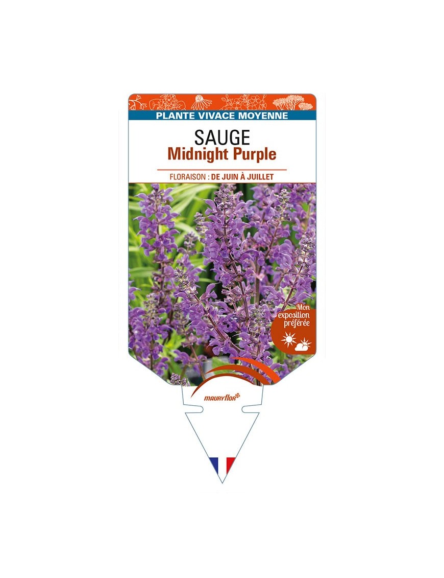 SALVIA nemorosa Midnight Purple voir SAUGE