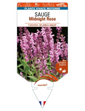 SALVIA nemorosa Midnight Rose voir SAUGE