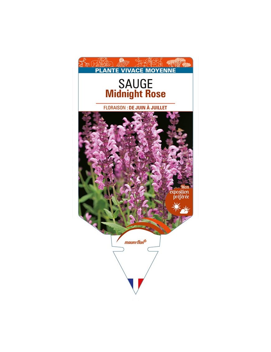 SALVIA nemorosa Midnight Rose voir SAUGE