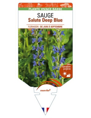 SALVIA nemorosa Salute Deep Blue voir SAUGE