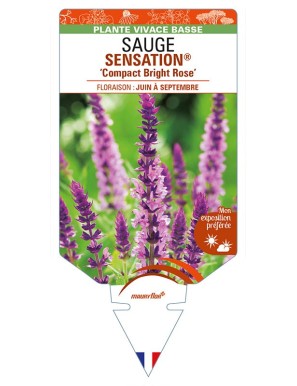 SALVIA nemorosa SENSATION® 'Compact Bright Rose' voir SAUGE