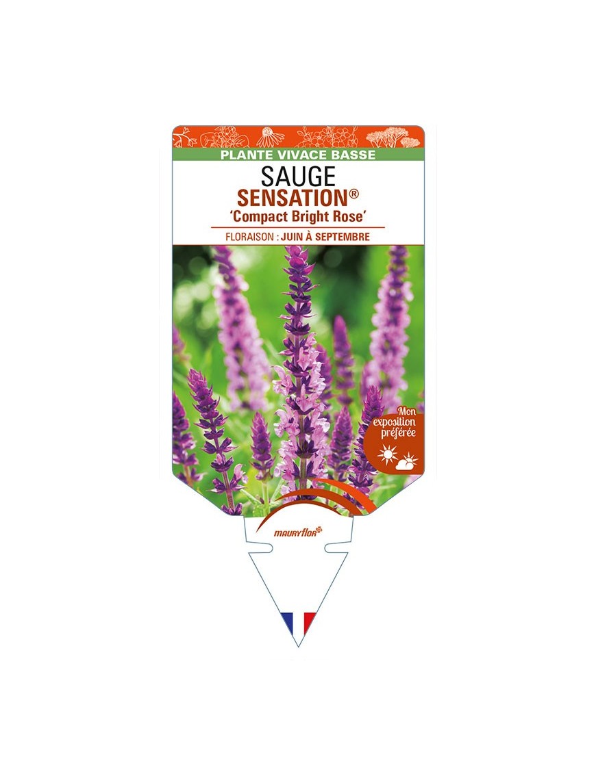 SALVIA nemorosa SENSATION® 'Compact Bright Rose' voir SAUGE