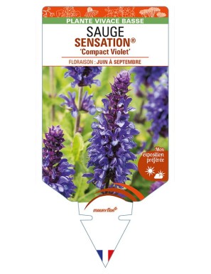 SALVIA nemorosa SENSATION® 'Compact Violet' voir SAUGE