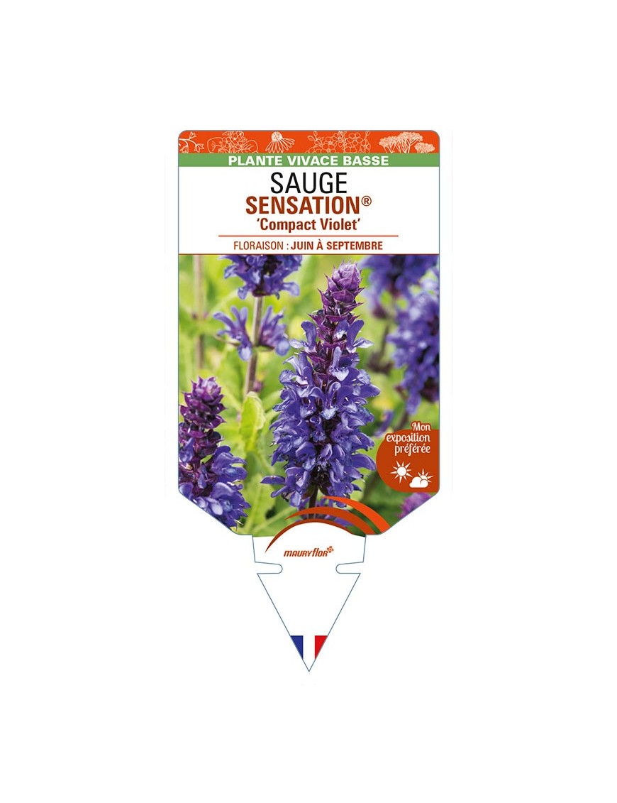 SALVIA nemorosa SENSATION® 'Compact Violet' voir SAUGE