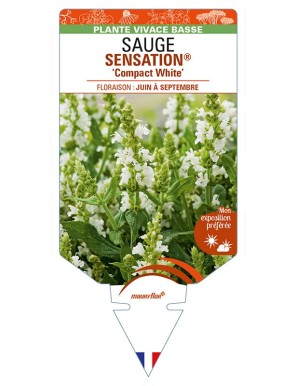 SALVIA nemorosa SENSATION® 'Compact White' voir SAUGE