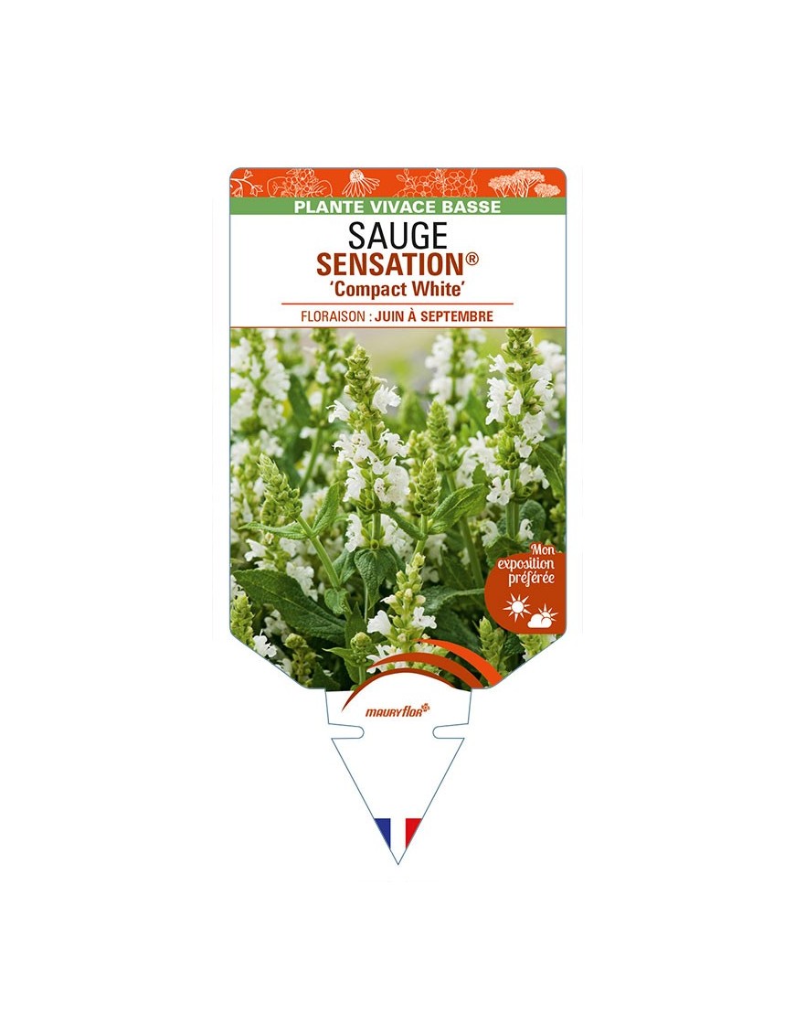 SALVIA nemorosa SENSATION® 'Compact White' voir SAUGE