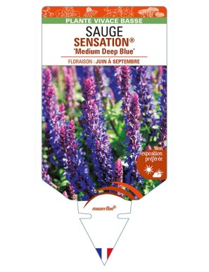 SALVIA nemorosa SENSATION® 'Medium Deep Blue' voir SAUGE