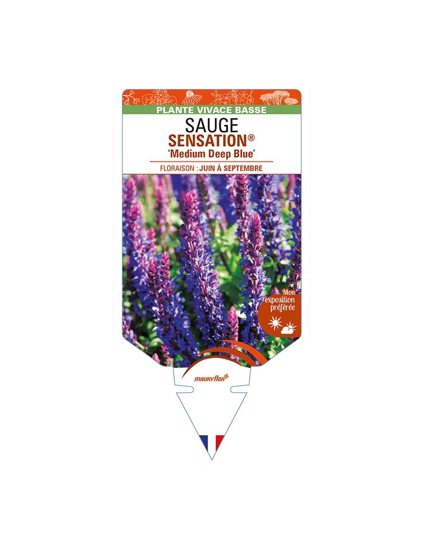 SALVIA nemorosa SENSATION® 'Medium Deep Blue' voir SAUGE