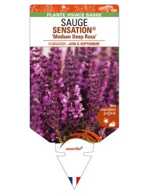 SALVIA nemorosa SENSATION® 'Medium Deep Rose' voir SAUGE