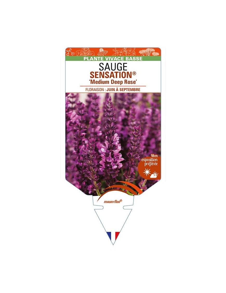 SALVIA nemorosa SENSATION® 'Medium Deep Rose' voir SAUGE