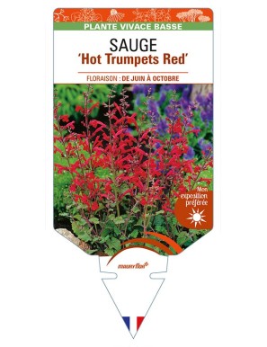 SALVIA roemeriana 'Hot Trumpets Red' voir SAUGE