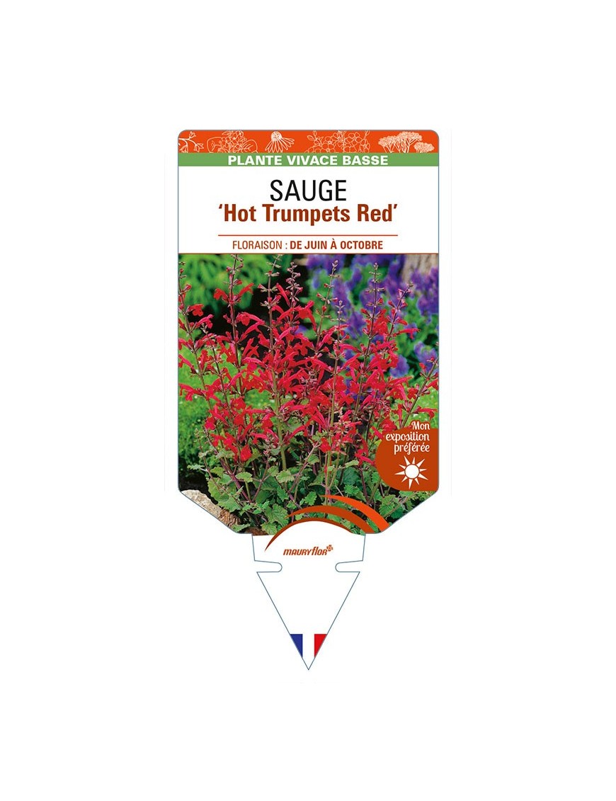 SALVIA roemeriana 'Hot Trumpets Red' voir SAUGE