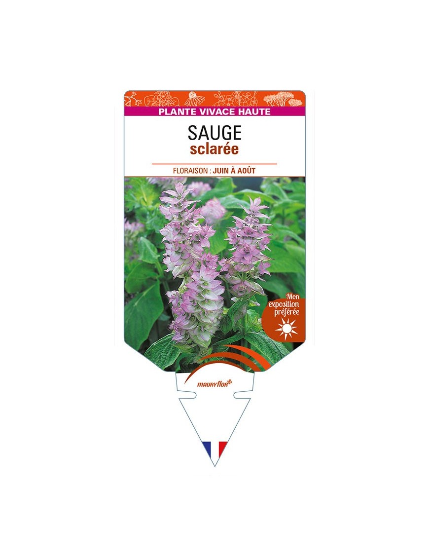 SALVIA sclarea (rose) voir SAUGE sclarée