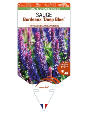 SALVIA superba Bordeaux 'Deep Blue' voir SAUGE