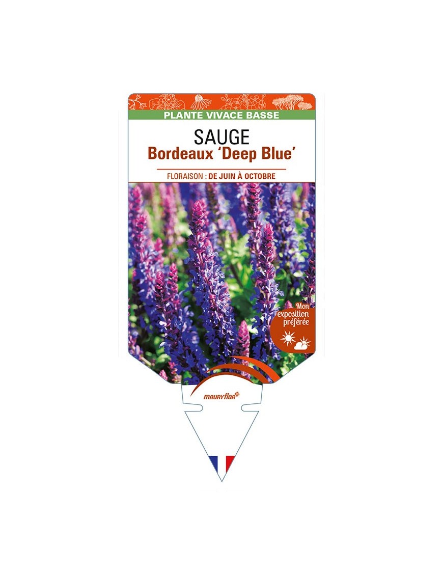 SALVIA superba Bordeaux 'Deep Blue' voir SAUGE