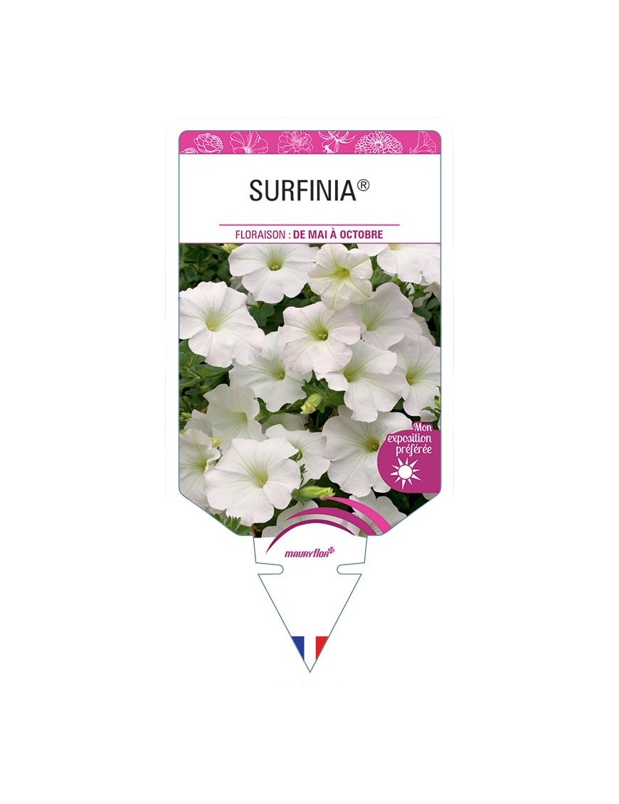 SURFINIA® (BLANC)