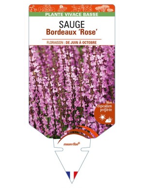 SALVIA superba Bordeaux 'Rose' voir SAUGE