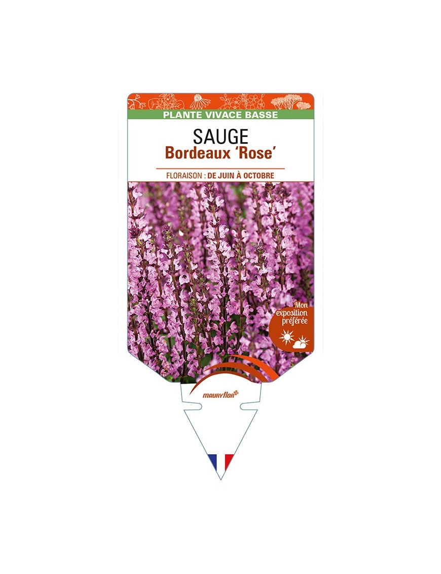 SALVIA superba Bordeaux 'Rose' voir SAUGE