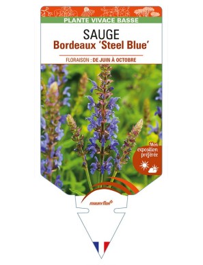 SALVIA superba Bordeaux 'Steel Blue' voir SAUGE