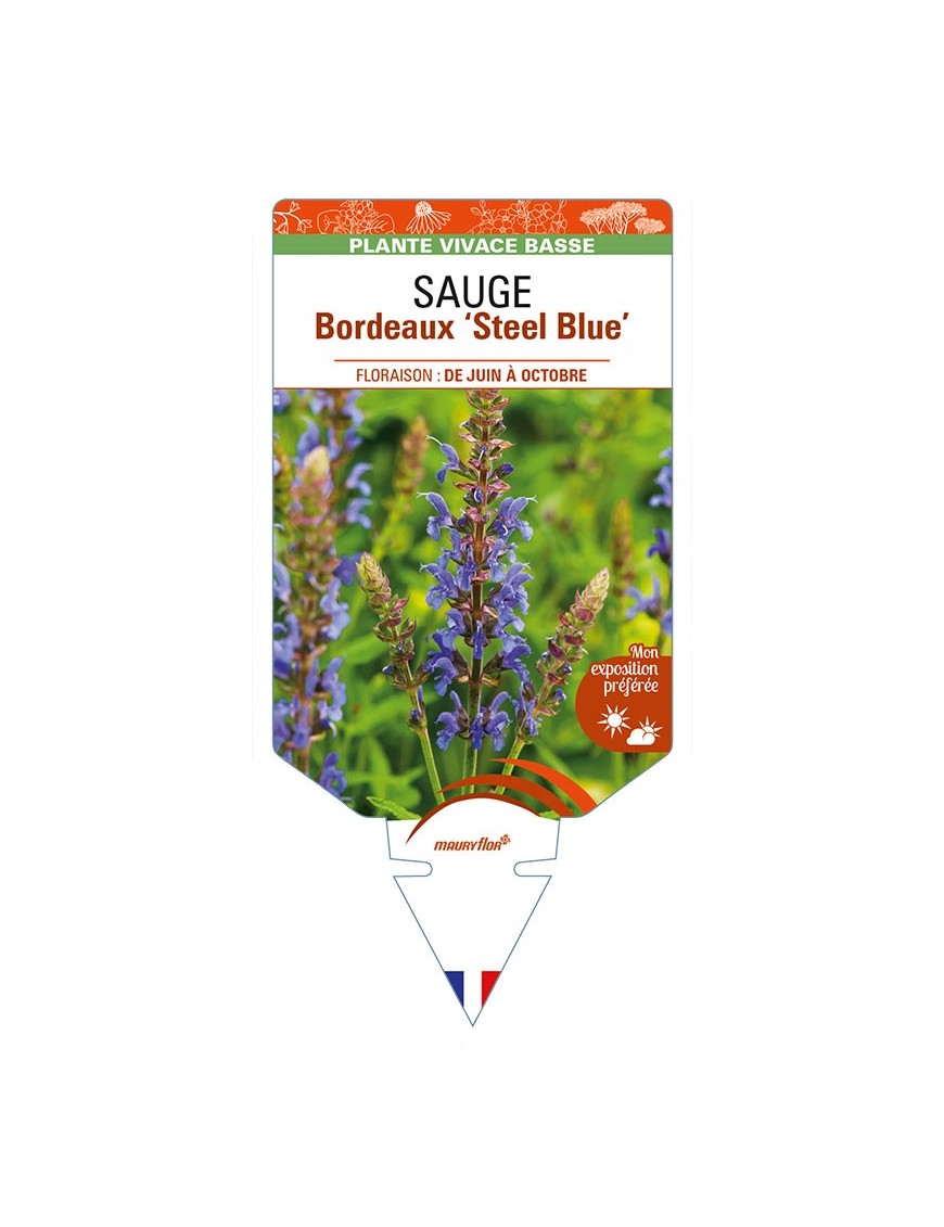 SALVIA superba Bordeaux 'Steel Blue' voir SAUGE