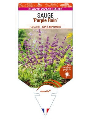 SALVIA verticillata 'Purple Rain' voir SAUGE