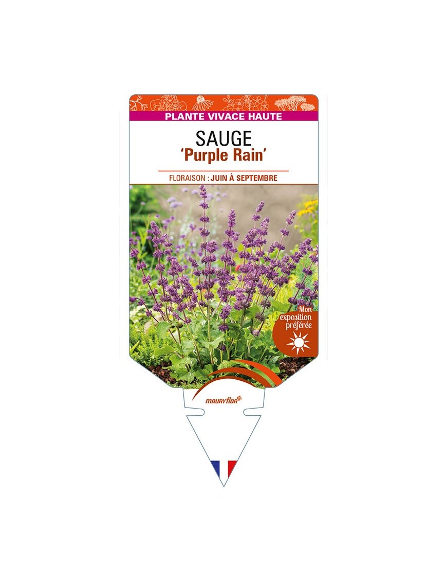 SALVIA verticillata 'Purple Rain' voir SAUGE