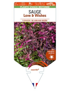 SALVIA x buchananii Love & Wishes voir SAUGE