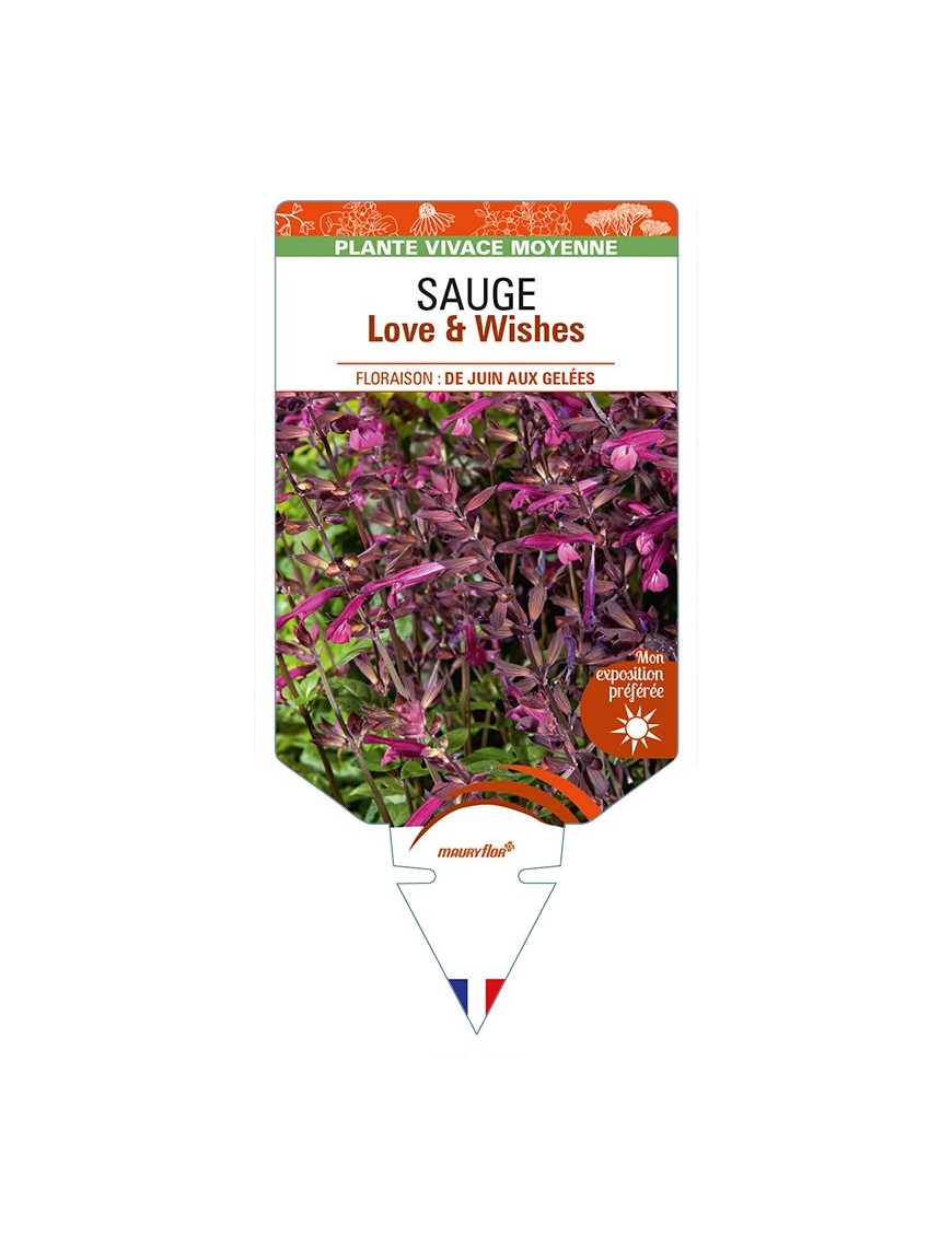 SALVIA x buchananii Love & Wishes voir SAUGE