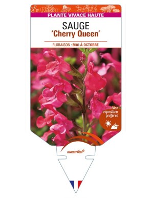 SALVIA x jamensis 'Cherry Queen' voir SAUGE