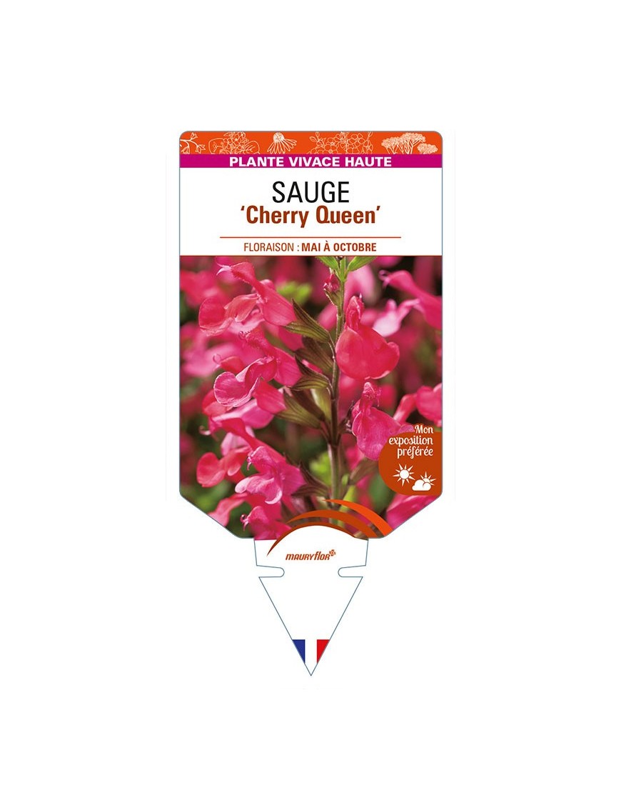 SALVIA x jamensis 'Cherry Queen' voir SAUGE