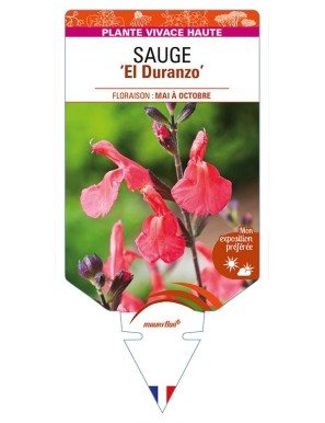 SALVIA x jamensis 'El Duranzo' voir SAUGE