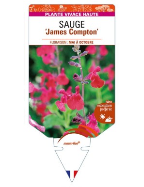 SALVIA x jamensis 'James Compton' voir SAUGE