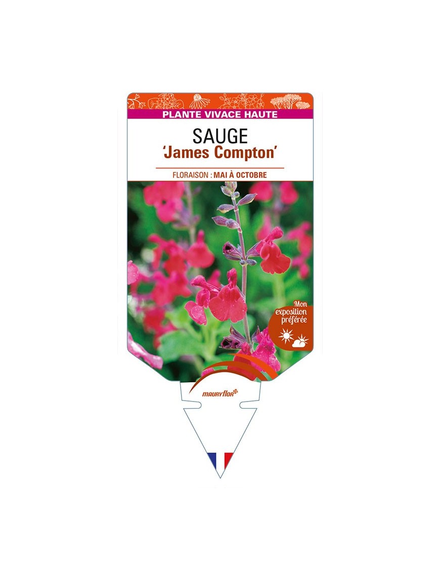 SALVIA x jamensis 'James Compton' voir SAUGE