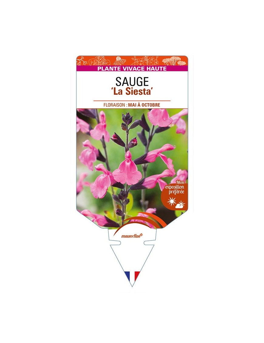 SALVIA x jamensis 'La Siesta' voir SAUGE