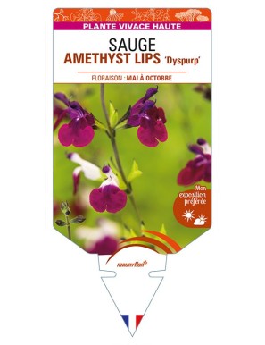 SALVIA x jamensis AMETHYST LIPS 'Dyspurp' voir SAUGE