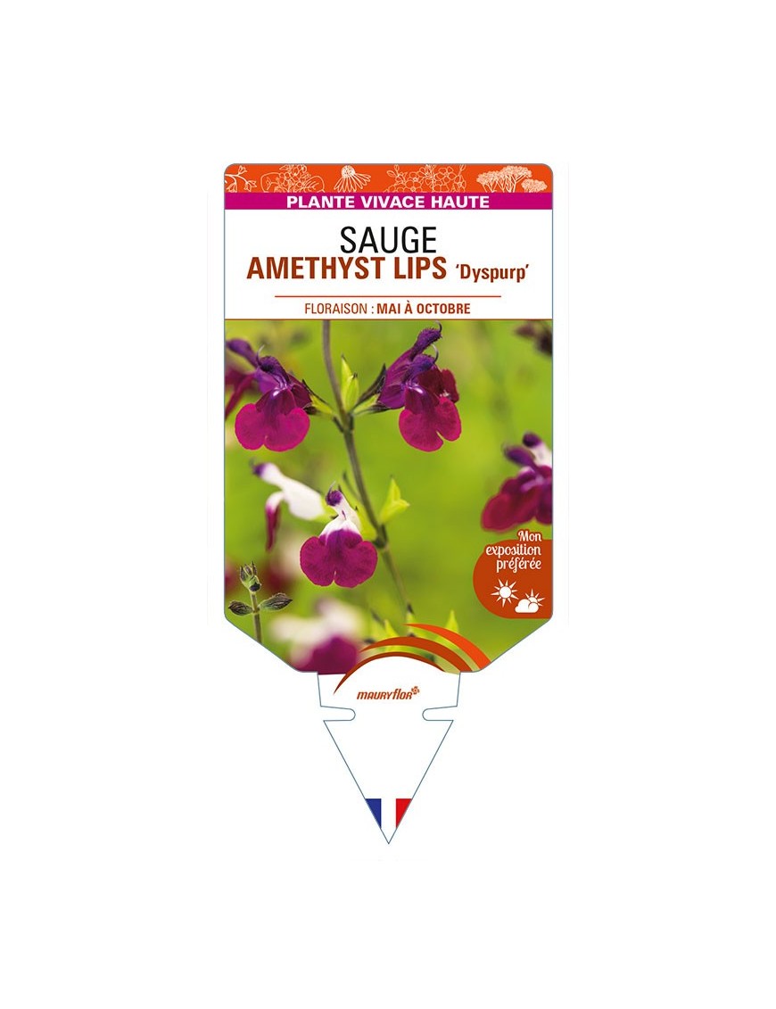 SALVIA x jamensis AMETHYST LIPS 'Dyspurp' voir SAUGE