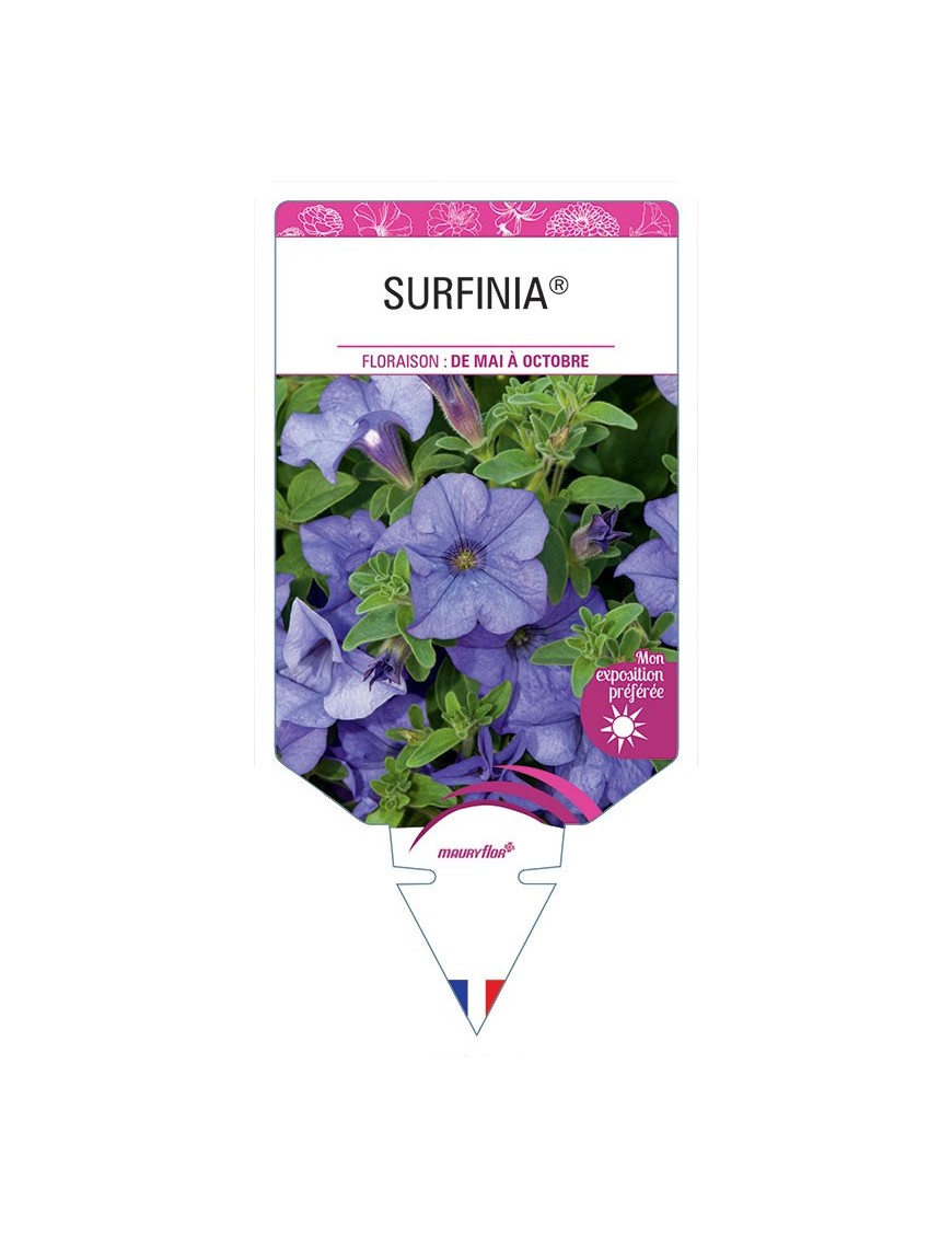 SURFINIA® (BLEU VEINÉ)