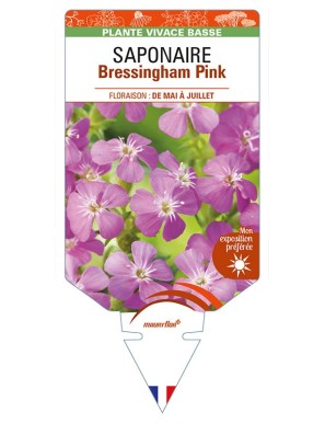 SAPONARIA ocymoides Bressingham Pink voir SAPONAIRE