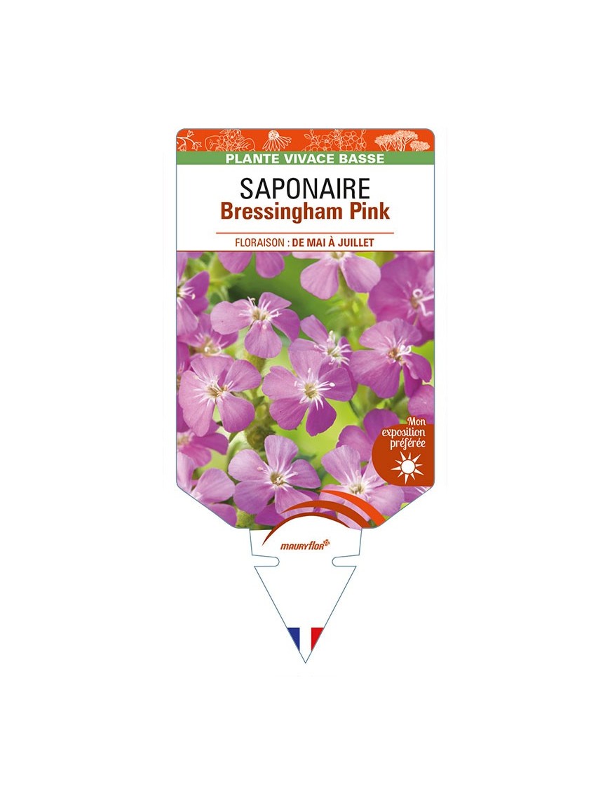 SAPONARIA ocymoides Bressingham Pink voir SAPONAIRE