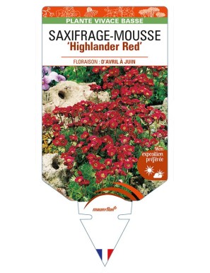 SAXIFRAGA arendsii 'Higjlander Red' voir SAXIFRAGE-MOUSSE