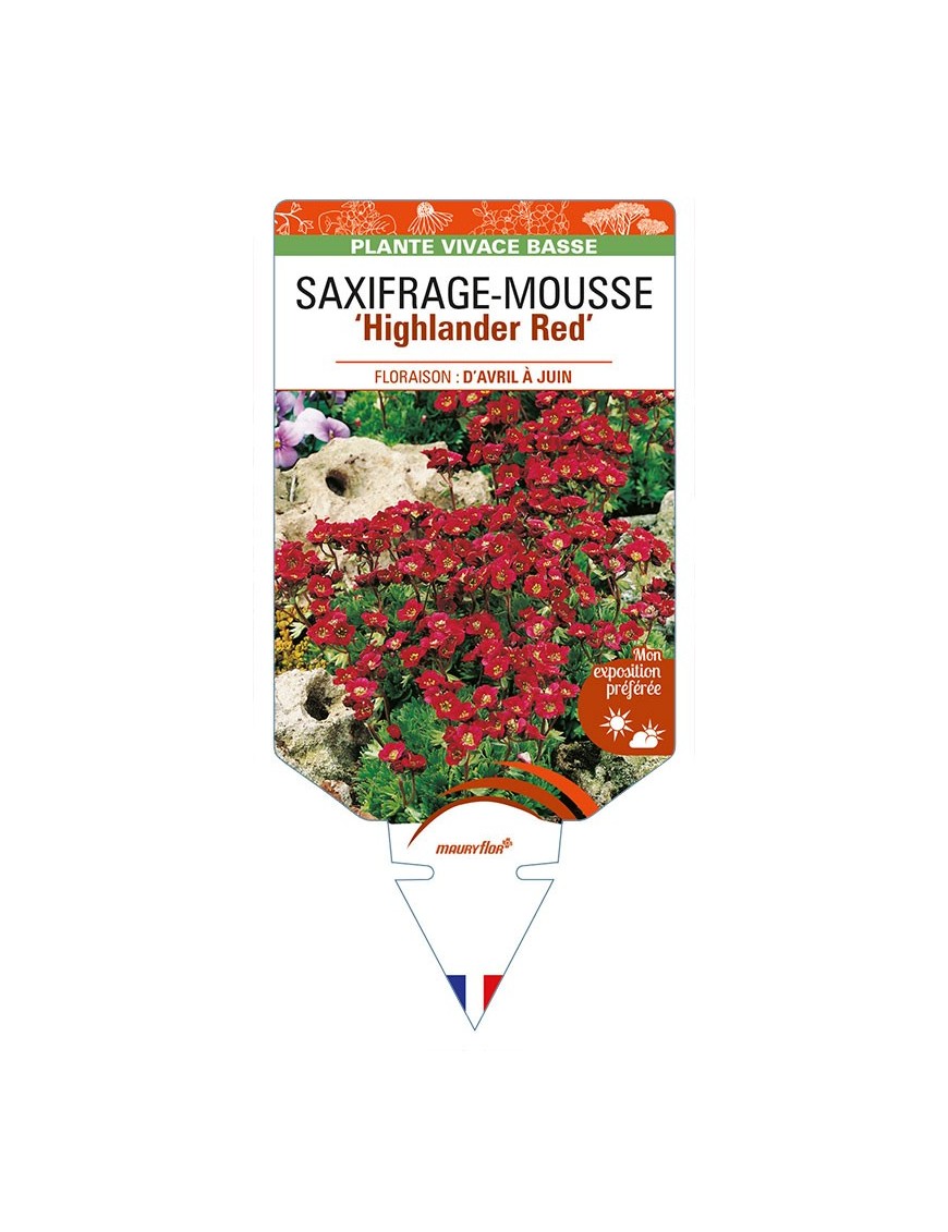 SAXIFRAGA arendsii 'Higjlander Red' voir SAXIFRAGE-MOUSSE